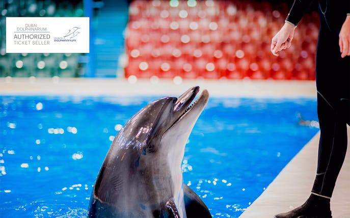 Dolphin interacting with a person at Dubai Dolphinarium poolside.
