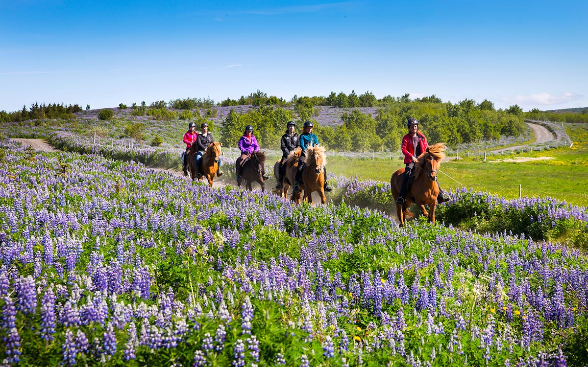 family adventure - horse riding-3 family adventure - horse riding-3