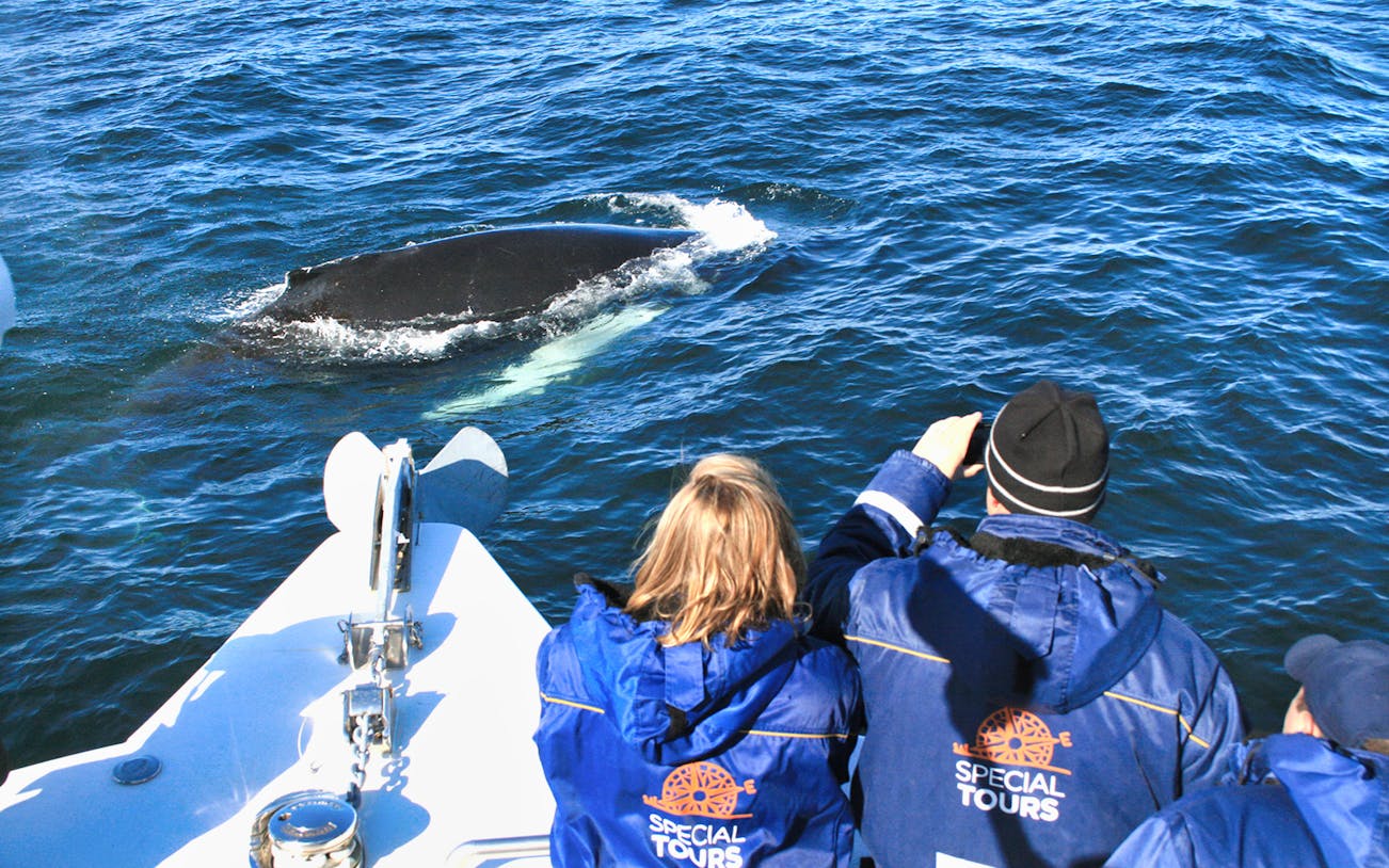 Tourists on a boat watching a whale surface in the ocean.