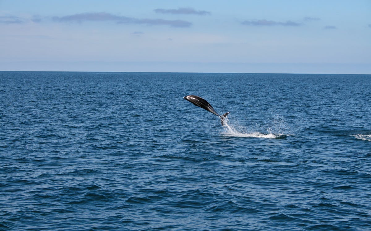 whale watching boat tour-3 whale watching boat tour-3