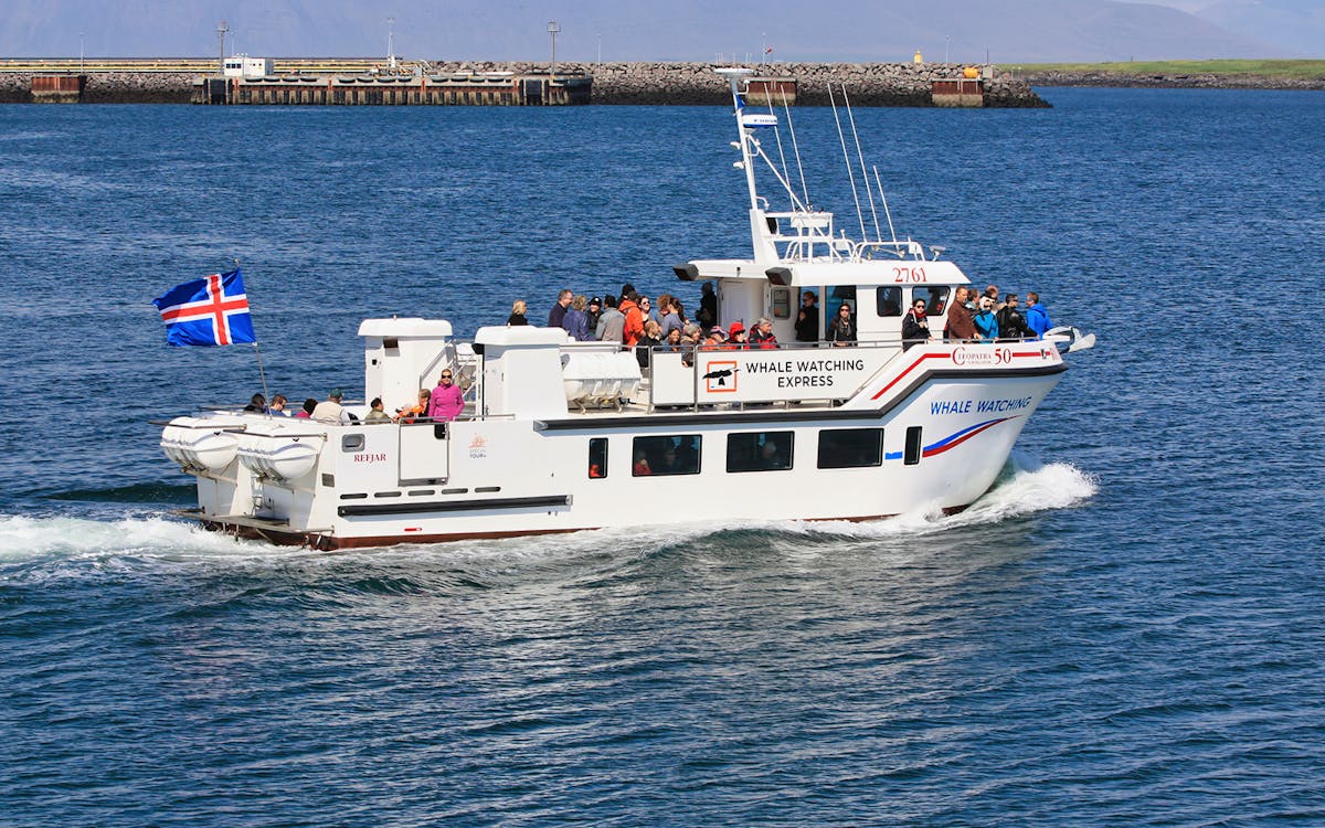 whale watching boat tour-4 whale watching boat tour-4