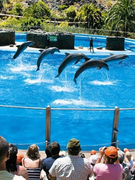 Dolphin show at Palmitos Park, Gran Canaria, with audience watching.