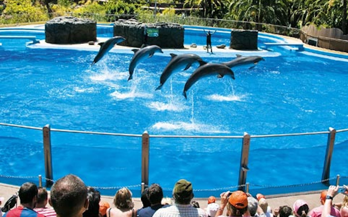 Dolphin show at Palmitos Park, Gran Canaria, with audience watching.