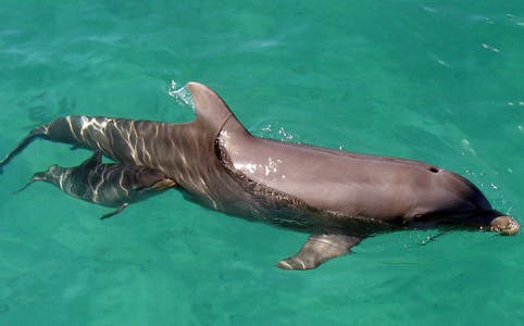 Dolphin swimming in clear waters of Isla Mujeres during adventure swim.
