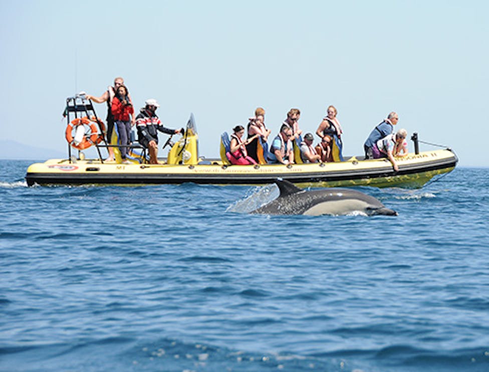 Dolphins swimming near a boat during a half-day tour in coastal waters.