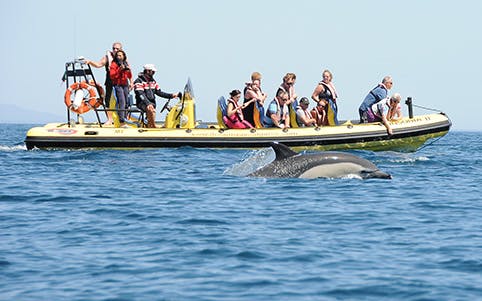 Dolphins swimming near a boat during a half-day tour in coastal waters.