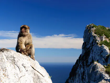 Barbary macaque on rock with Gibraltar cliff in background, Gibraltar Break Full Day Tour.