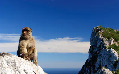 Barbary macaque on rock with Gibraltar cliff in background, Gibraltar Break Full Day Tour.