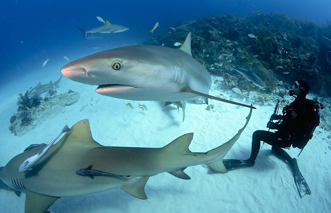 About Dubai Underwater Zoo