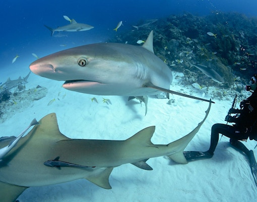 dubai aquarium & underwater zoo