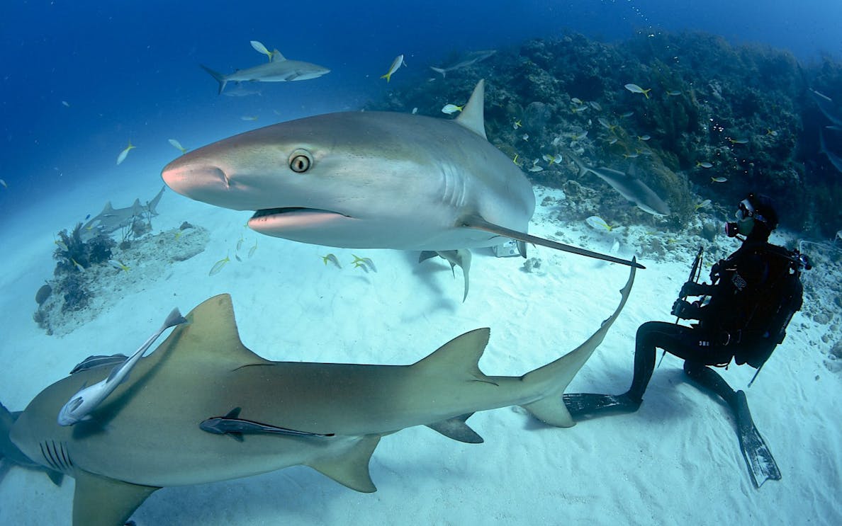 Diver interacting with sharks at Dubai Aquarium shark dive experience.