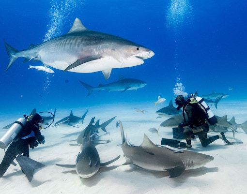 Dubai Aquarium Tank & Aquarium Tunnel