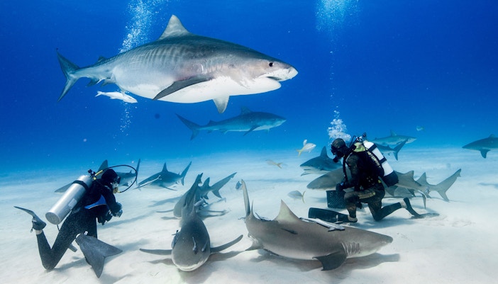 About Dubai Underwater Zoo