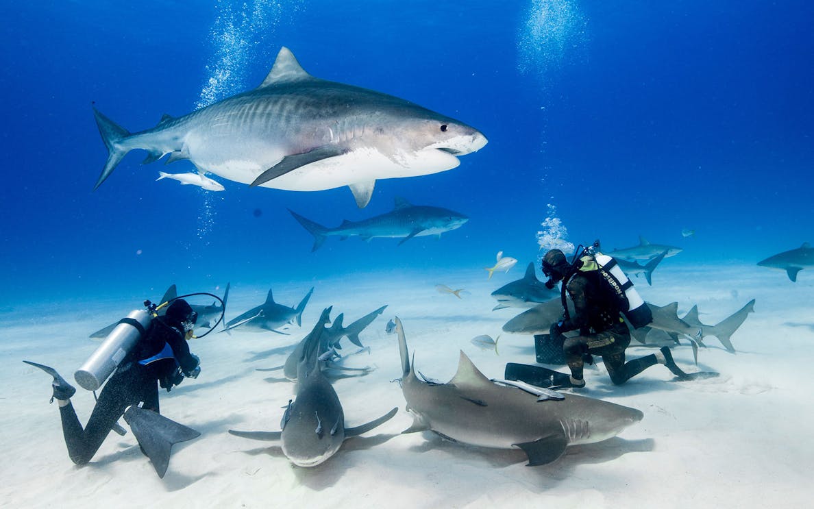 shark encounter @ dubai aquarium-1