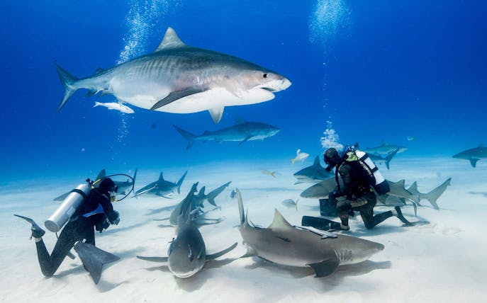 Divers interacting with sharks at Dubai Aquarium's Shark Encounter.