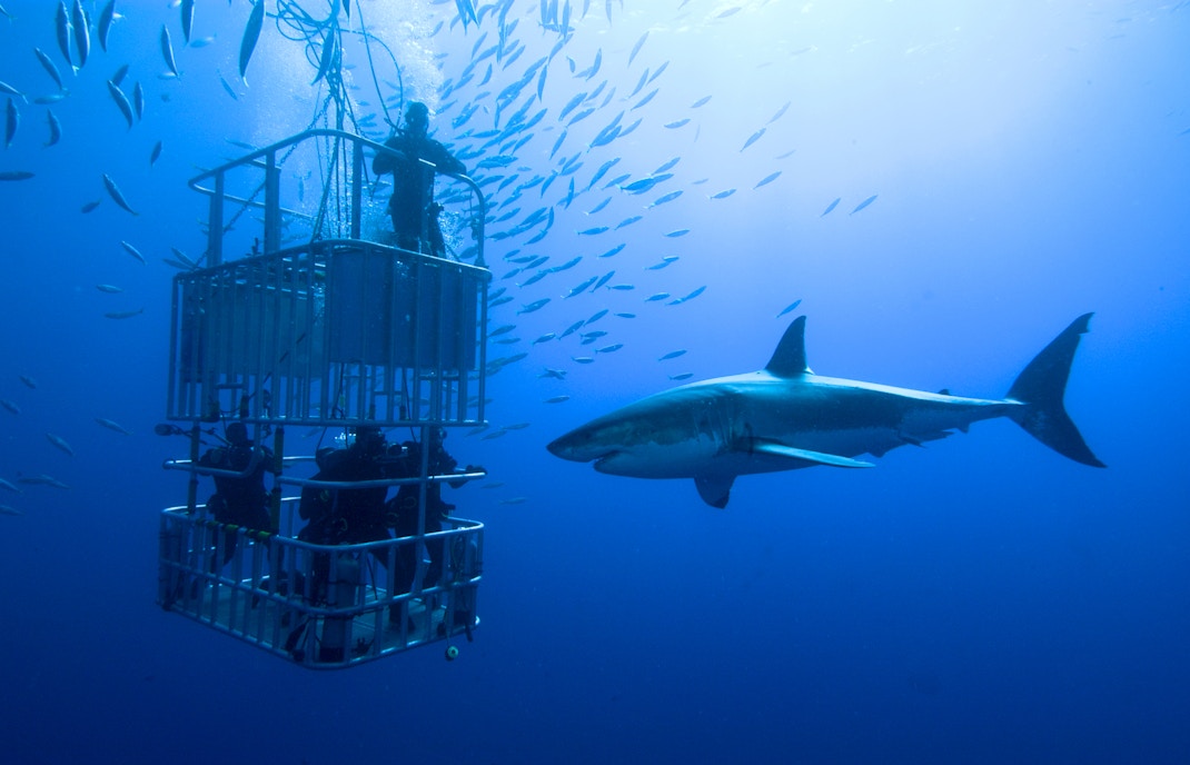 About Dubai Underwater Zoo