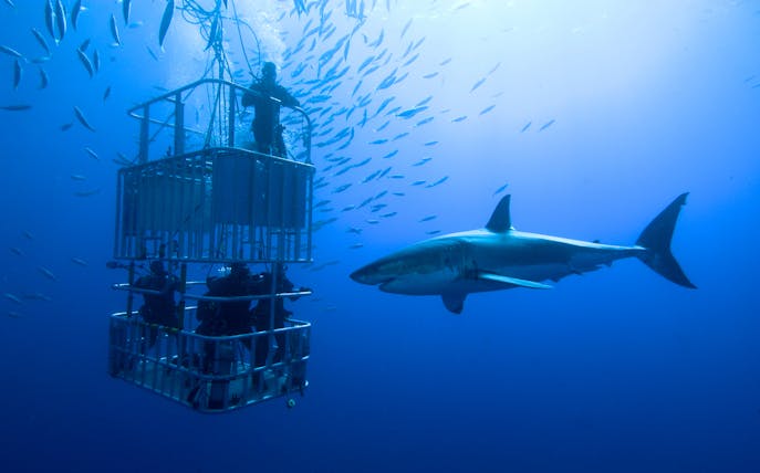 Divers in a cage observe a shark at Dubai Aquarium's Shark Walker experience.