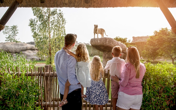 Family observing a lion on a rock at Dubai Safari Park.