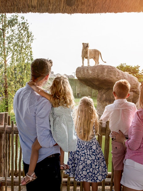 Family observing a lion on a rock at Dubai Safari Park.