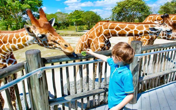 Dubai Safari Park Reopening post Coronavirus