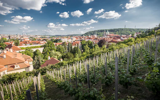 Vineyard overlooking Prague with view of red rooftops and Prague Castle in the distance.