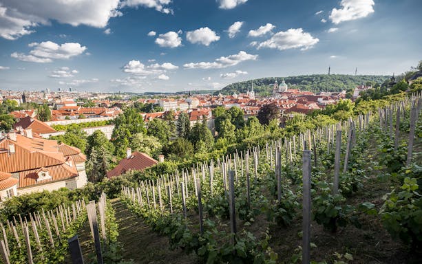 Vineyard overlooking Prague with view of red rooftops and Prague Castle in the distance.