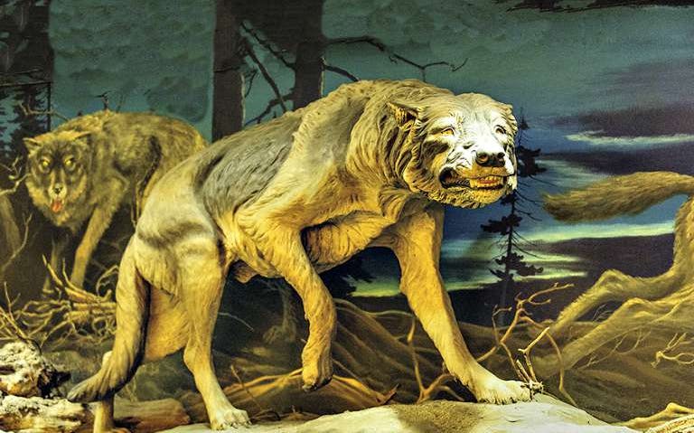Dire wolf exhibit at La Brea Tar Pits and Museum, Los Angeles.