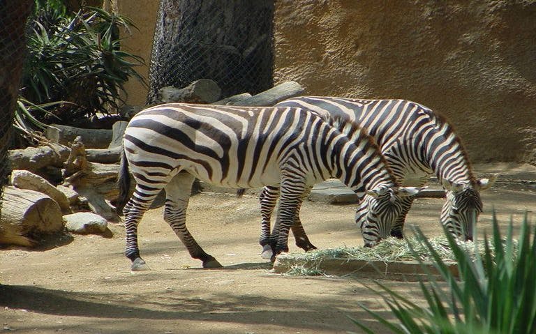 Zebras grazing at Los Angeles Zoo and Botanical Gardens.