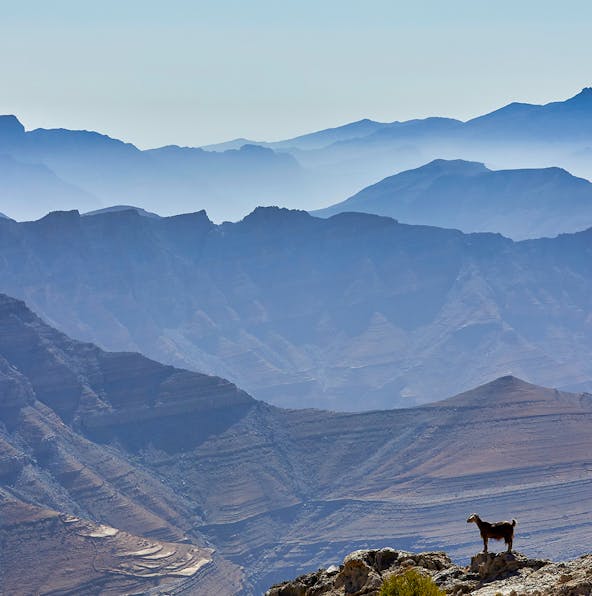Here’s what you need to know about Jebel Jais Bungee Jumping