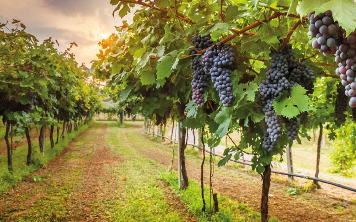chianti half day wine tasting tour-5 chianti half day wine tasting tour-5