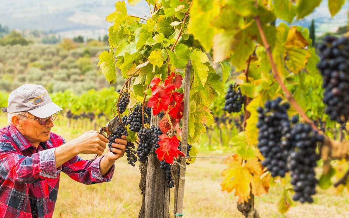 chianti half day wine tasting tour-4 chianti half day wine tasting tour-4