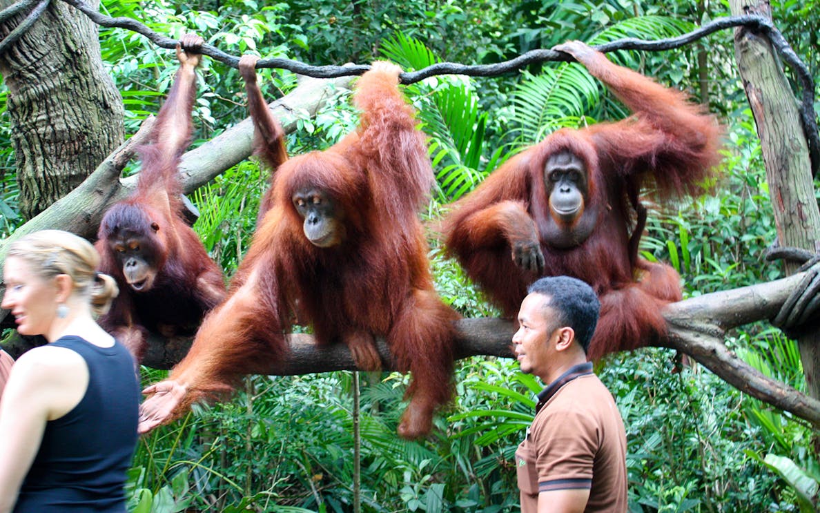 Orangutans interacting with visitors at Singapore Zoo's Breakfast with Orangutans experience.