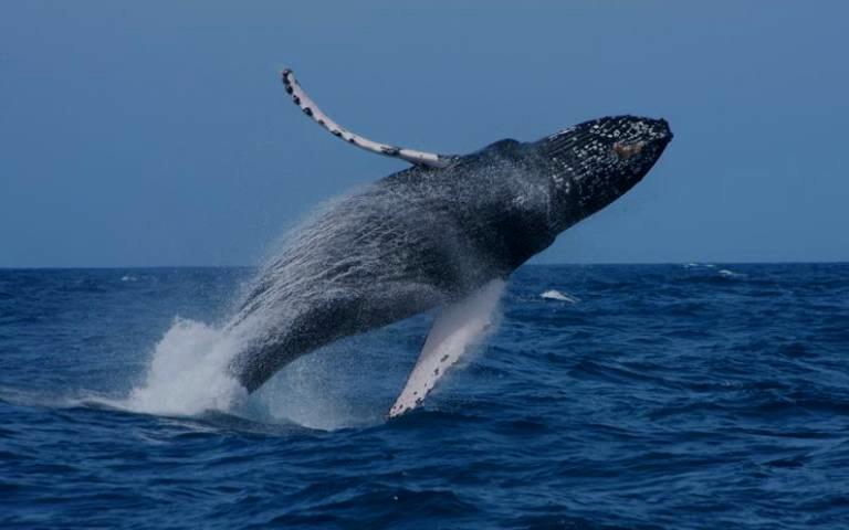 Humpback whale breaching during a whale watching cruise.