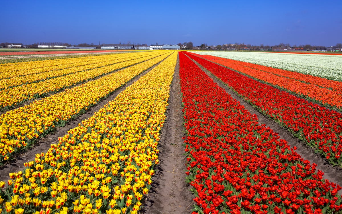 skip-the-line ticket voor de keukenhof-6 skip-the-line ticket voor de keukenhof-6