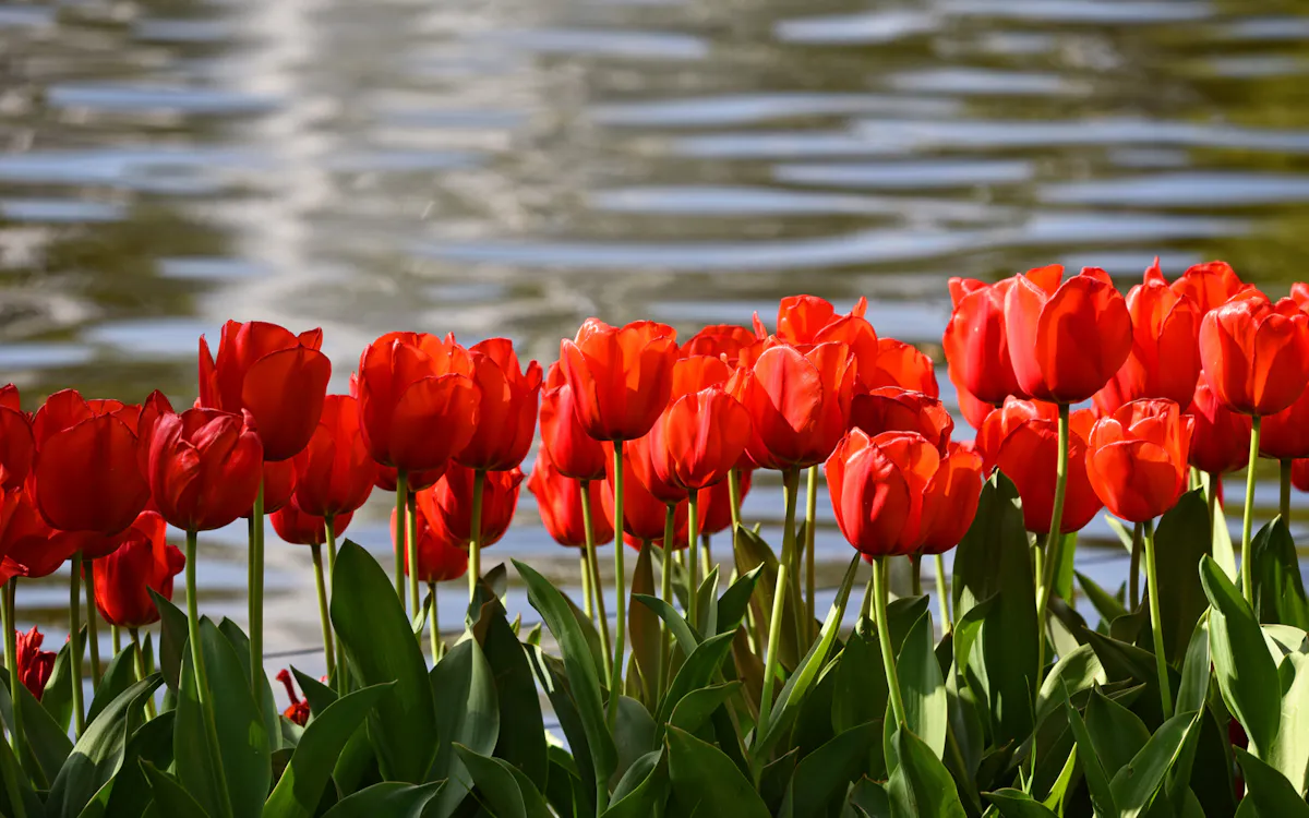 Parco Keukenhof