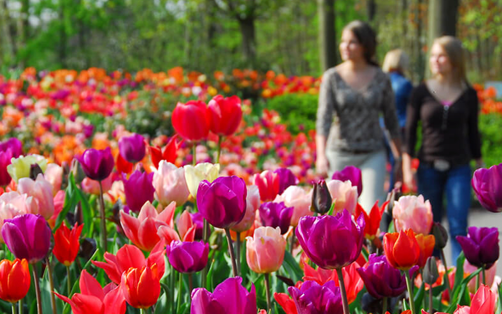 Keukenhof Tickets & Tours (2024)