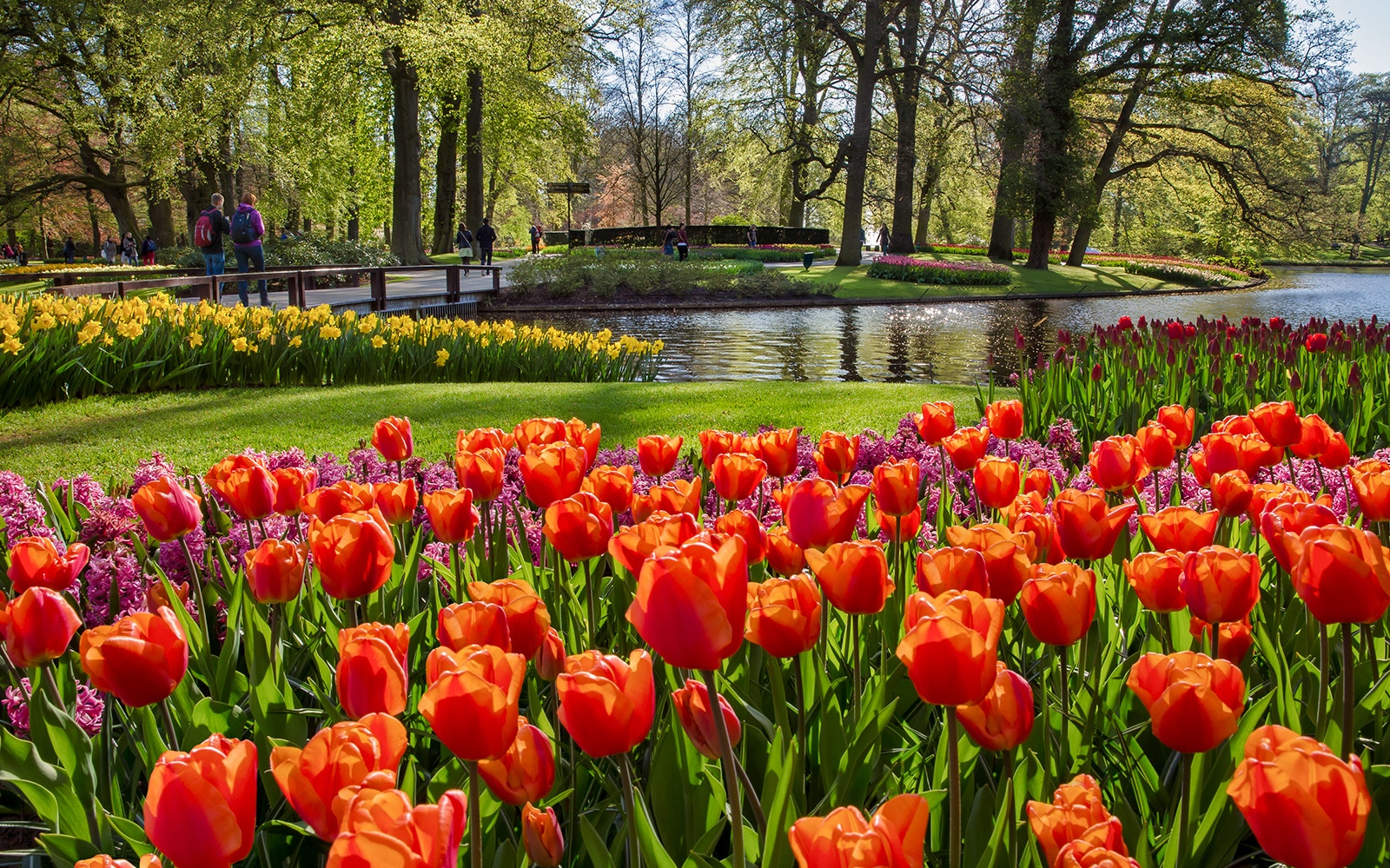 Tulip garden with vibrant flowers and a pond at Keukenhof, Netherlands.