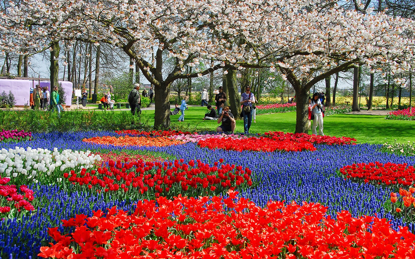 Colorful tulip gardens and cherry blossoms at Keukenhof, Netherlands.