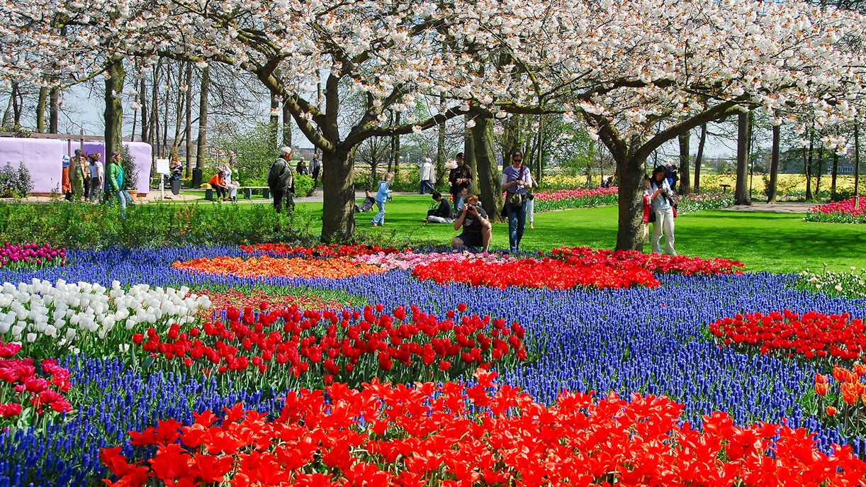 Colorful tulip gardens and cherry blossoms at Keukenhof, Netherlands.