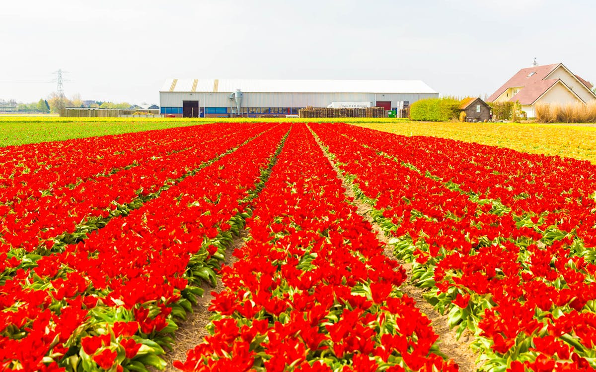 from amsterdam: keukenhof & flowerfields guided tour with visit to bulbfarm + free canal cruise-3 from amsterdam: keukenhof & flowerfields guided tour with visit to bulbfarm + free canal cruise-3