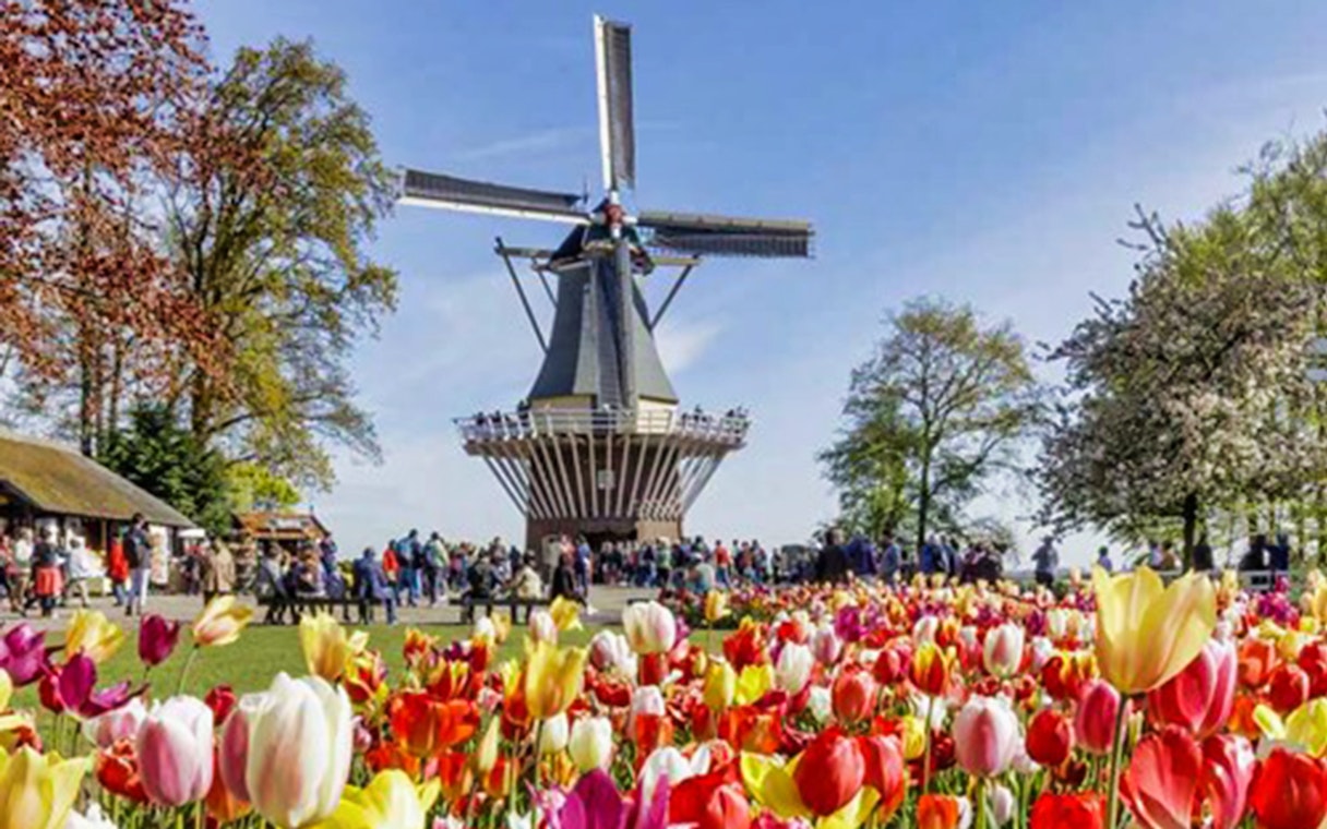 Tulip fields and windmill at Keukenhof Gardens, Netherlands, with visitors exploring the area.