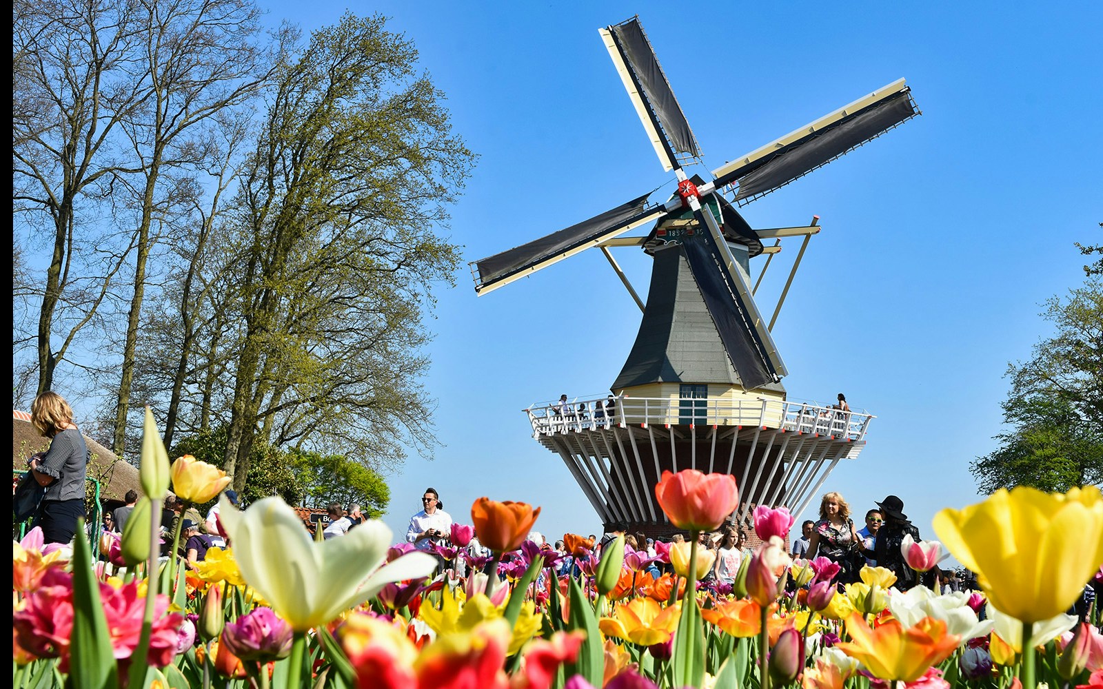 Windmill and colorful tulips at Keukenhof Gardens, Netherlands.