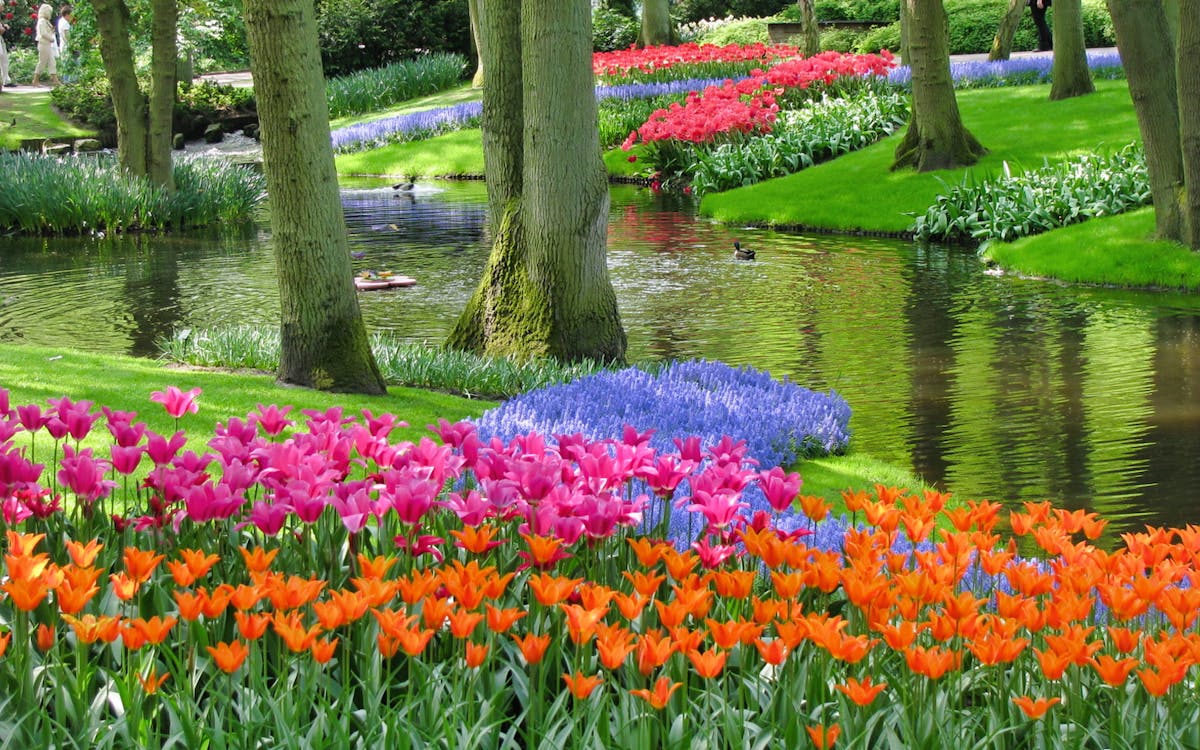 from amsterdam: keukenhof & flowerfields guided tour