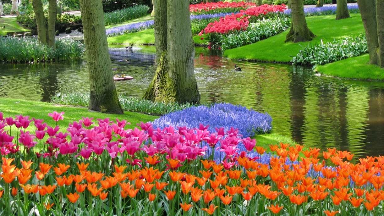 Visit Keukenhof
