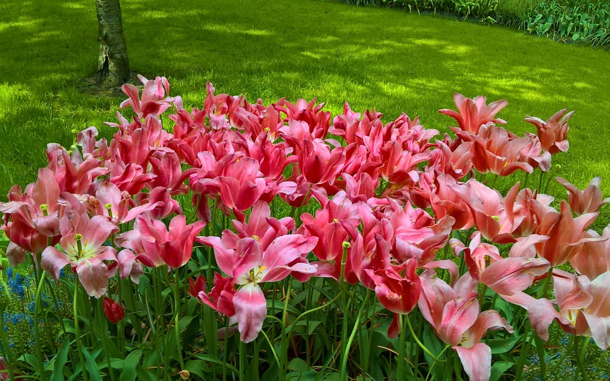 keukenhof: skip-the-line tour met transfers naar & vanuit amsterdam-2 keukenhof: skip-the-line tour met transfers naar & vanuit amsterdam-2