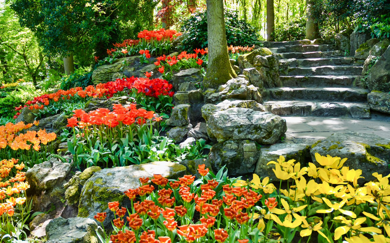 Colorful tulip garden with stone steps at Keukenhof, Netherlands.