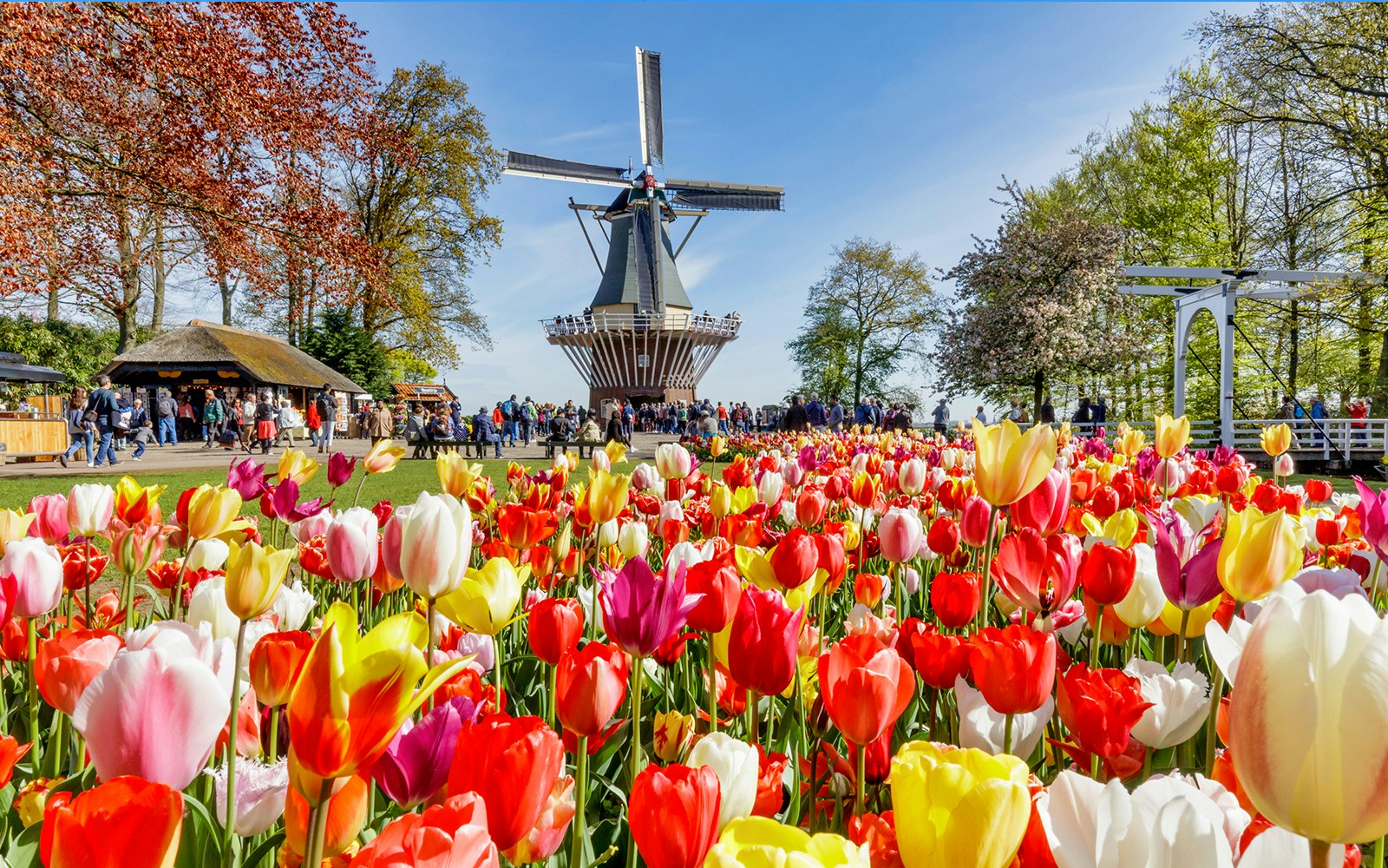Tulip garden with windmill at Keukenhof during guided tour.