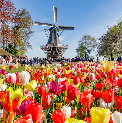 The Keukenhof Tulip Gardens in Amsterdam | An A-Z guide