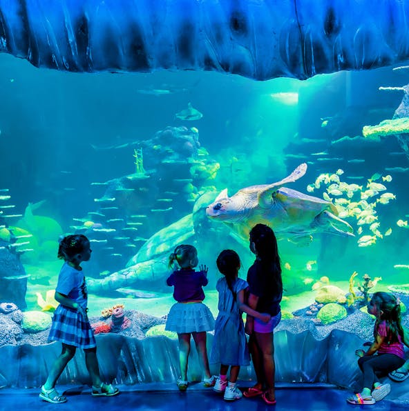 Learn about Australia’s marine life at the Sea Life Sydney Aquarium