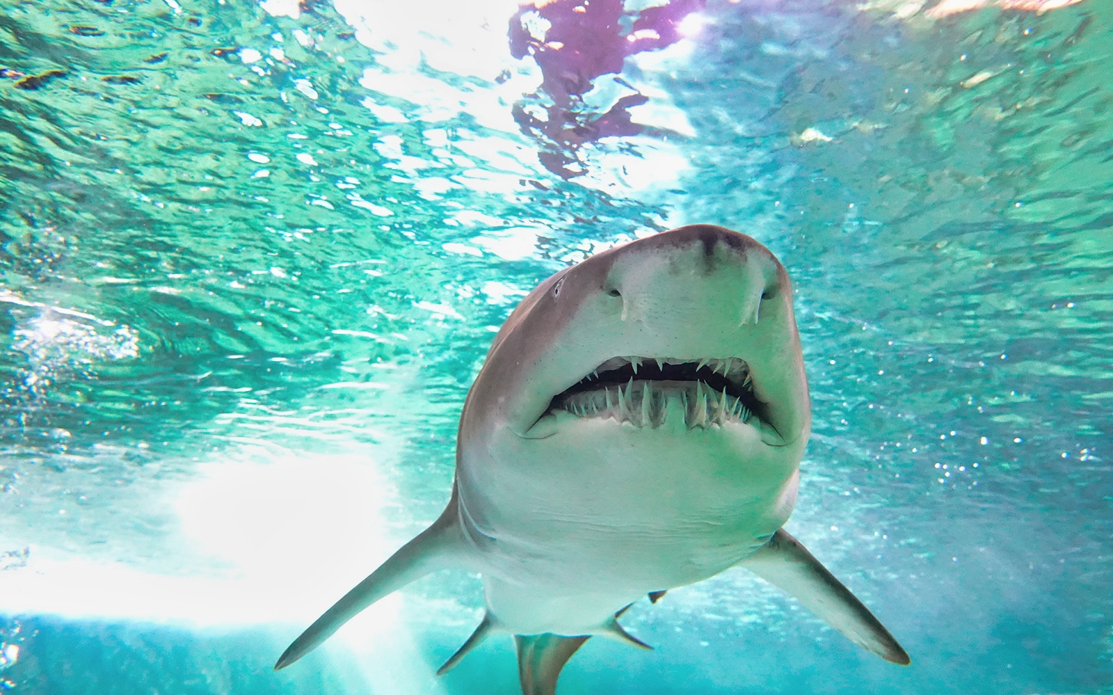 SEA LIFE Sydney Aquarium shark valley